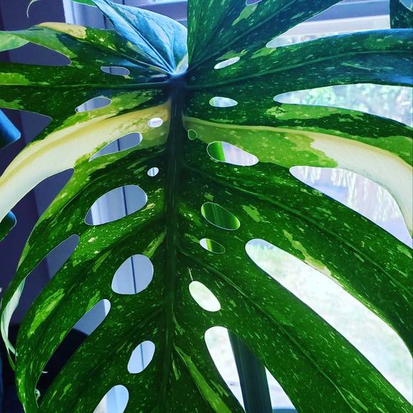 Meet your Posher, Barbara - Picture 1 of 1